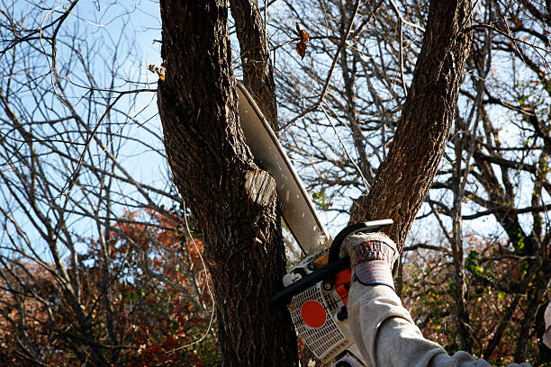 Best Emergency Tree Removal  in Herndon, VA